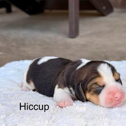 Hiccup - Black tan and white female Beagle puppy in Mansfield, Missouri from Rippee Creek Kennel