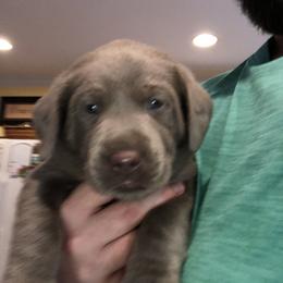 Labrador Retriever Puppies from KMC Gun Dogs