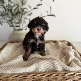 MOCHA - Chocolate female Goldendoodle puppy in Ivins Utah, Utah from Luxi Paws Doodles