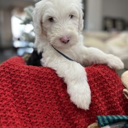 Bernedoodle, Goldendoodle, and Sheepadoodle Puppies from High Desert Doodles