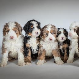 Bernedoodles from Green Ridge Puppies