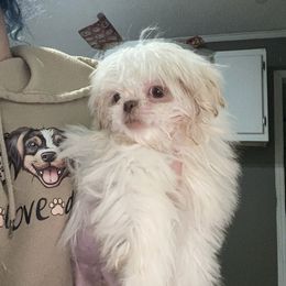 Coconut - White female Shih Tzu puppy in Double Springs, Alabama from Little Friends Kennel