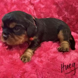 Huey - Tri-color male Cavalier King Charles Spaniel puppy in Cerro Gordo, North Carolina from Cloverleaf K9 Connections