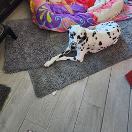 Dalmatian Puppies from America's Dalmatian Friends