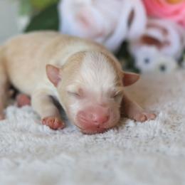 Susan - Red & white female Miniature American Shepherd puppy in Tonopah, Arizona from King's Miniature American Shepherds
