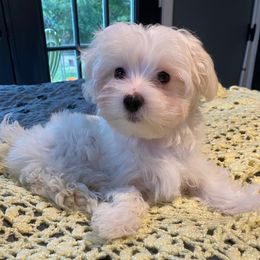 Pinkie - White female Maltese puppy in Bonham, Texas from My Maltese Family
