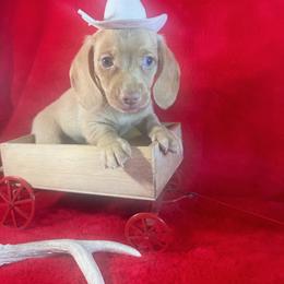 Pistol - Red male Dachshund puppy in Polo, Missouri from Blue Tails Farm