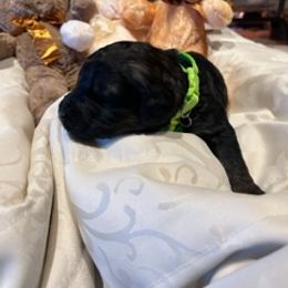 Boy 3 - Saint Berdoodle puppy in Idaho from Oodles of Doodles, LLC
