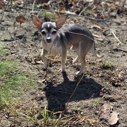 Nugget - Chihuahua