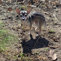 Nugget - Chihuahua