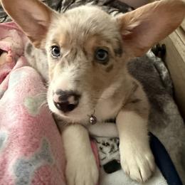American Corgi and Border Collie Puppies from Duncan's Border Collies and Corgis
