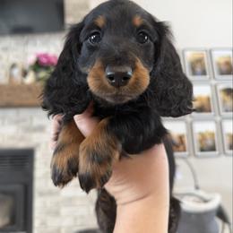 Russian-Italian male - Black and tan male Dachshund puppy in Bowling Green, Kentucky from Dachshunds of the Valley
