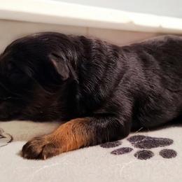 Boy 3 - Black and red male German Shepherd puppy in Charlotte, North Carolina from Zuflucht K9s