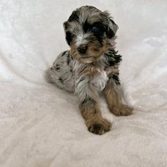 Australian Mountain Doodle, Bernedoodle, and Bernese Mountain Dog Puppies from Berns & Doodles