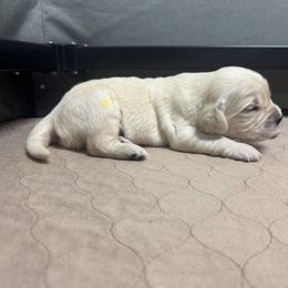 Golden Retriever Puppies from R & K Golden Acres LLC