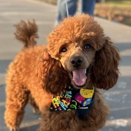 Rusty - Poodle