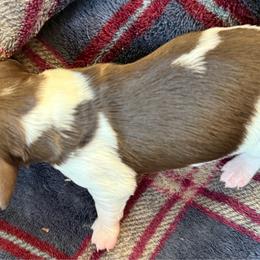 Chocolate cream pie boy - Piebald male Dachshund puppy in Hermosa, South Dakota from Sassafras Dachshunds
