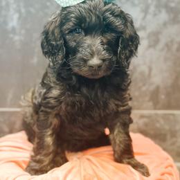 Solara - Chocolate female Goldendoodle puppy in Pasco, Washington from Camp Doodle Woods