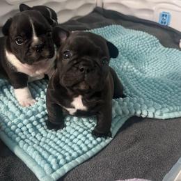 Willie - Brindle male French Bulldog puppy in Ashland, Ohio from HazyDayFrenchies