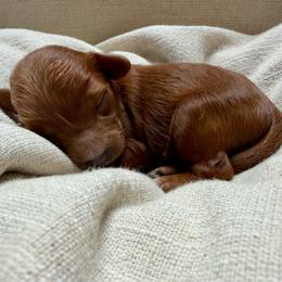 Jesse - Red female Cavapoo puppy in Cedar City, Utah from Pearson's Poodles
