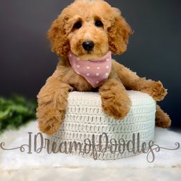 Robin - Apricot female Goldendoodle puppy in La Belle, Missouri from I Dream of Doodles