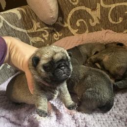 Pug Puppies from Rachael Kruse