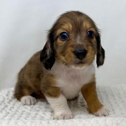 Jagger - Dapple male Dachshund puppy in Pulaski, Tennessee from Billboard Doxies