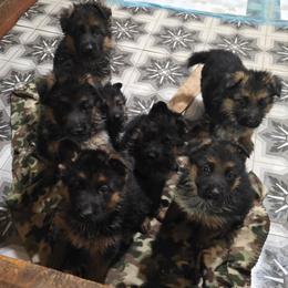 Nadia - Black and red female German Shepherd puppy in Dansville, New York from Badenheath German Shepherds