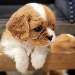 Cavalier King Charles Spaniel Puppies from Country Pups Cavaliers