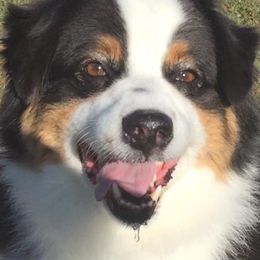 Miniature American Shepherds from Triple H Farm and Kennel