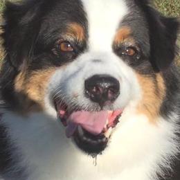 Miniature American Shepherds from Triple H Farm and Kennel