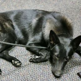 Boo - German Shepherd