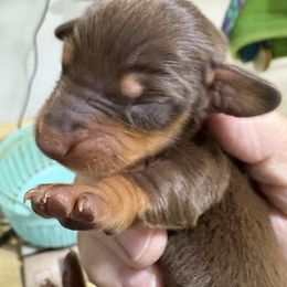 Boy 1 AKC - Chocolate and tan male Dachshund puppy in Fayetteville, Pennsylvania from PA's Darling Doxies