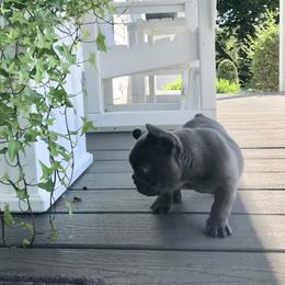 French Bulldog Puppies from Willow Farm