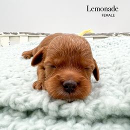 Lemonade - Red  female Goldendoodle puppy in Sunman, Indiana from Brunsman Country Doodles LLC