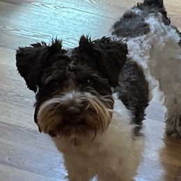 Willy - Miniature Schnauzer