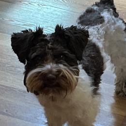 Willy - Miniature Schnauzer