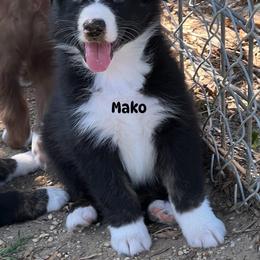 Mako - Black tri-color male Australian Shepherd puppy in Magee, Mississippi from Paint ByNumbers Ranch
