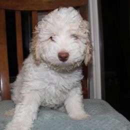 Australian Labradoodle Puppies from Doodle Inn Labradoodles