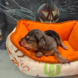 Dapple girl - Black and tan female Dachshund puppy in Irving, Texas from DFW Dachshunds by G & S