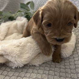 Cavapoo Puppies from Poppy Garden Doodles
