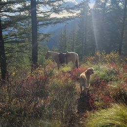 Golden Retriever Puppies from Bliss Creek Goldens