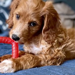 Assorted Doodle Crosses from Oodles of Doodles