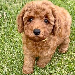 Poodles from Red Pups & Paw