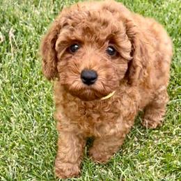 Poodles from Red Pups & Paw