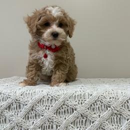 Nutmeg - Red male Maltipoo puppy in Delran, New Jersey from HMH’s Maltipoos & Cavaliers