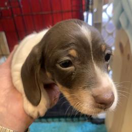 MILO - Piebald male Dachshund puppy in Elizabethtown, Kentucky from Teeny Tiny Puppy Tails