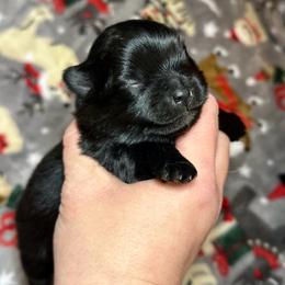 Dutch - Black male Pomeranian puppy in Springfield, Missouri from Hope Mountain Pomeranians