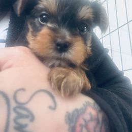 Yorkshire Terrier Puppies from Rosey’s Yorkies