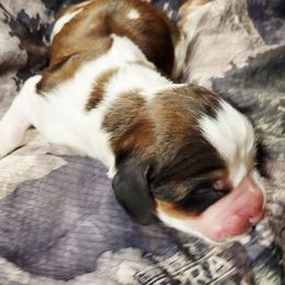 Tanner - Black white and tan male English Springer Spaniel puppy in Derby, Vermont from Ledge N' Tree English Springer Spaniels